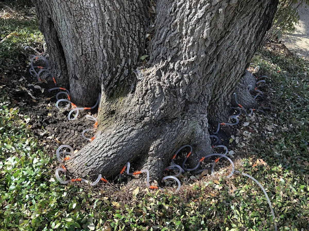 Detailed Tree Cabling and Bracing job site in Mays