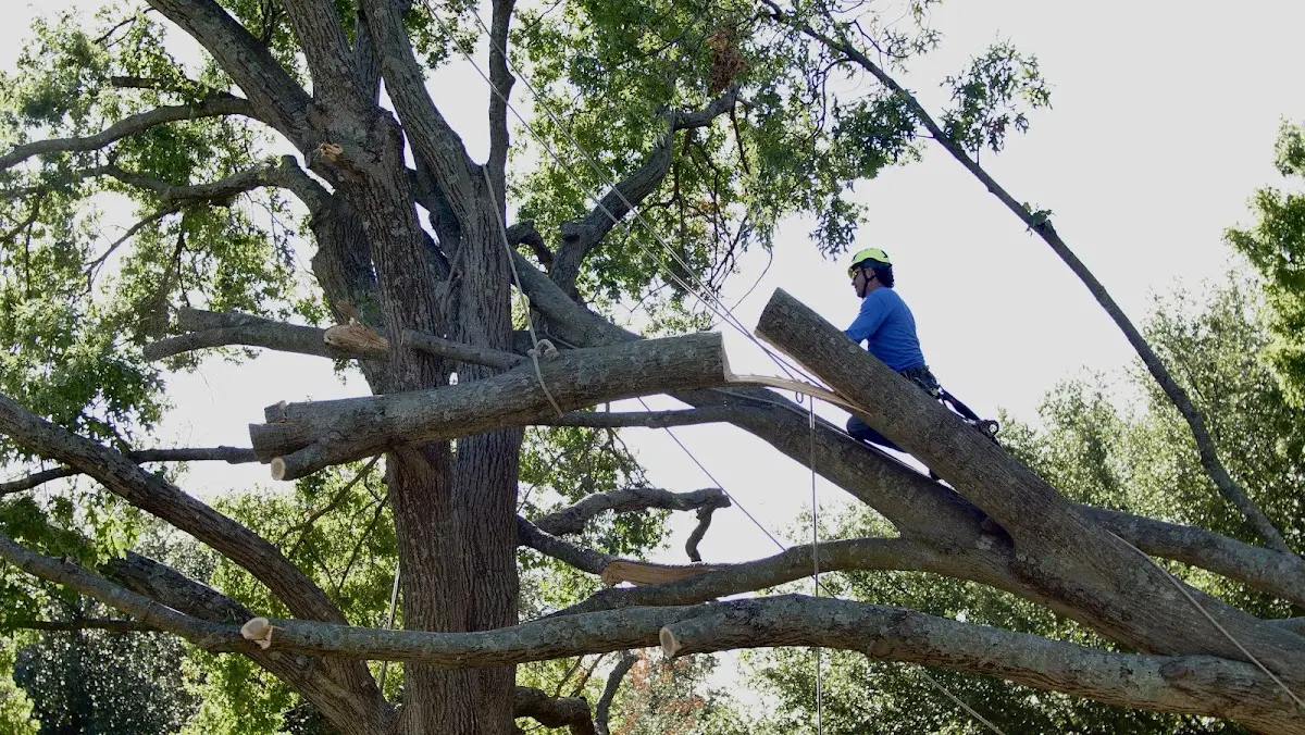 Professional Crown Thinning performed by certified arborists in Mays