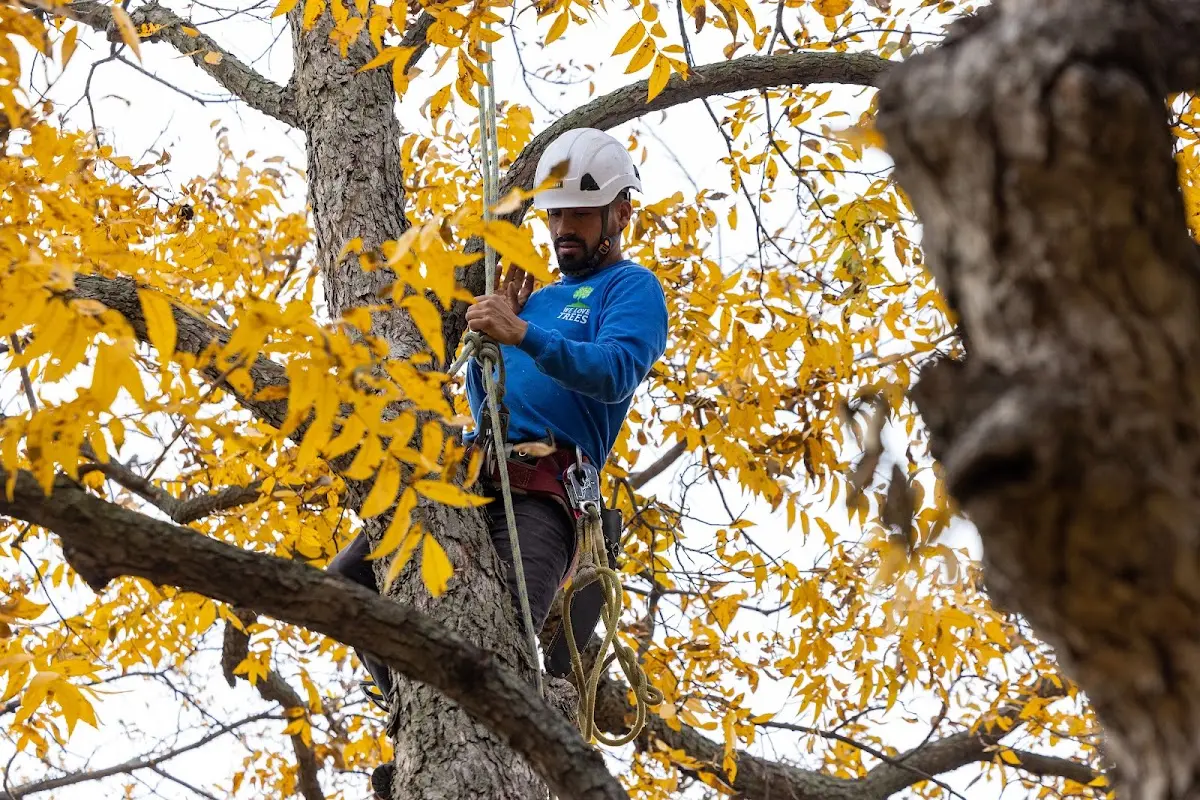 Skilled Tree Planing crew working in Mays