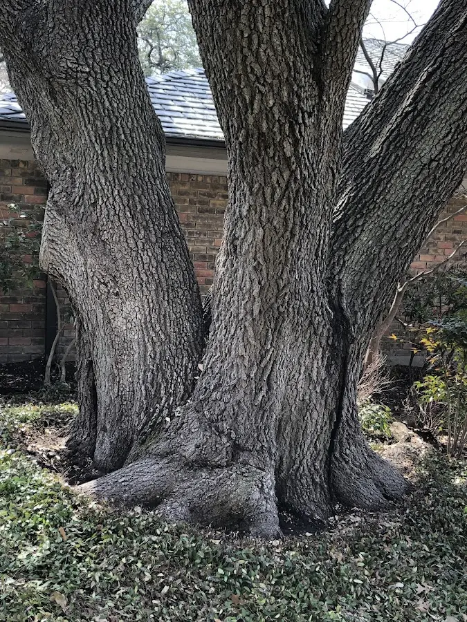 Mature heritage tree close to a Mays property cared for by certified arborists